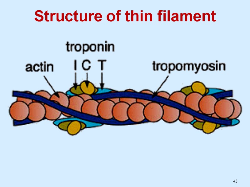 43 Structure of thin filament